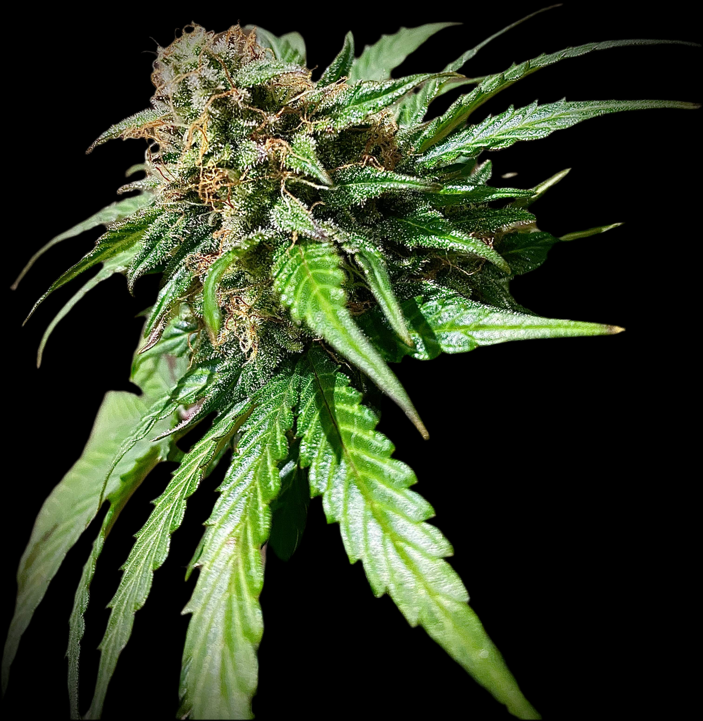 CREAM MANDARINE, Auto