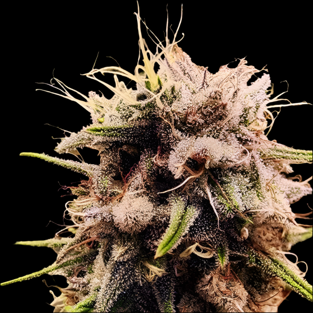 STRAWBERRY COUGH