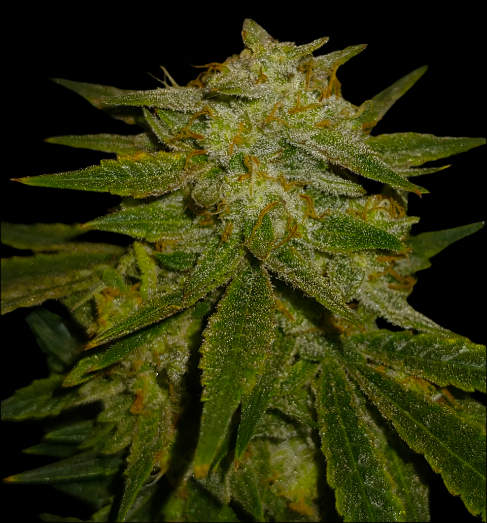 KRISTALLIMELONI, Auto