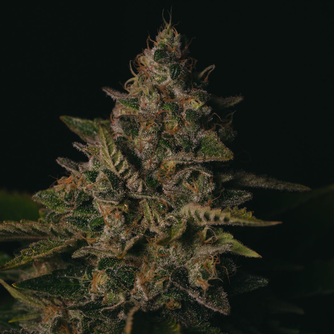 GORILLA COOKIES