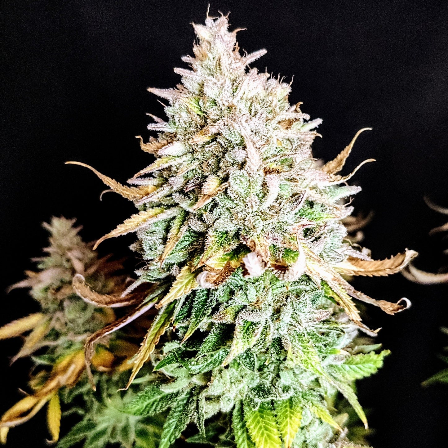 GRATEFUL END OG