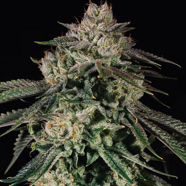 JET FUEL X CMO