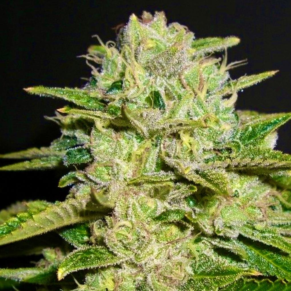 SKYWALKER X HEADBAND, Auto