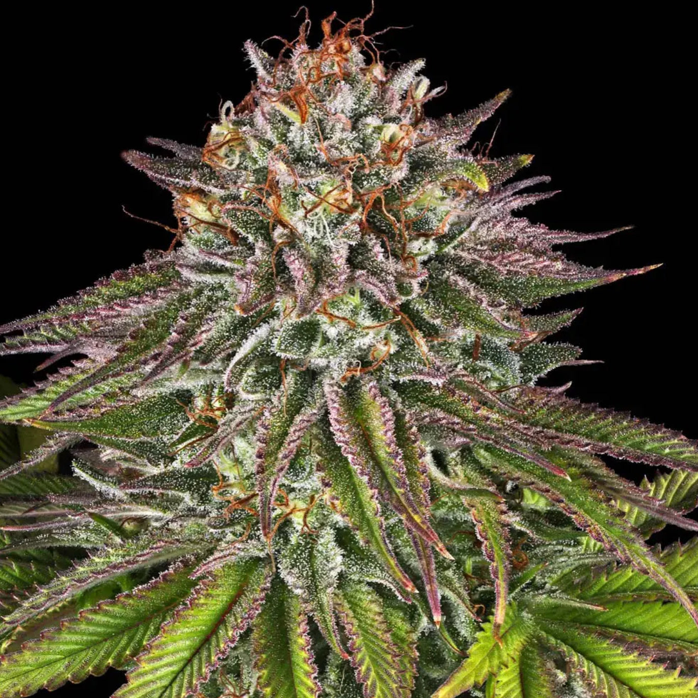 CRITICAL KUSH