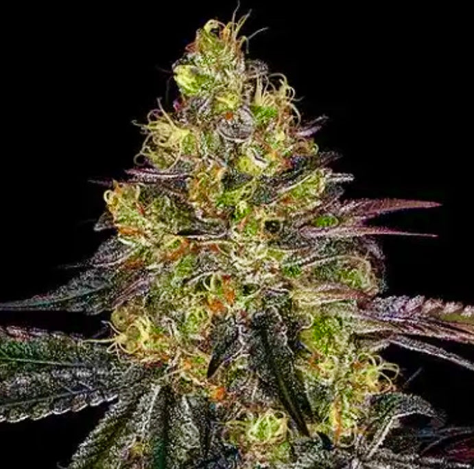WATERMELON ZKITTLEZ