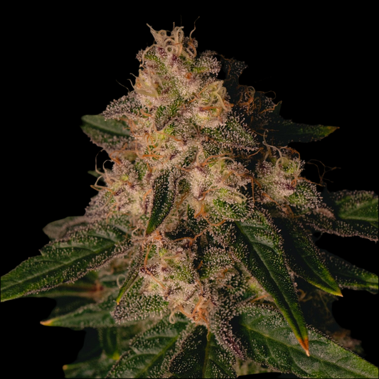 GARLIC COOKIES