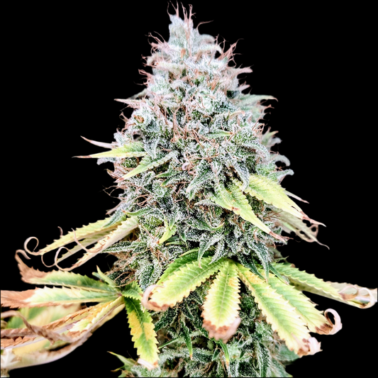 APPLE FRITTER