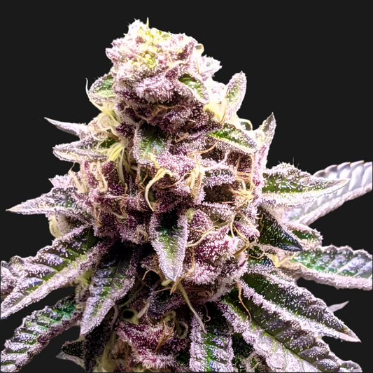 TROPICANNA COOKIES