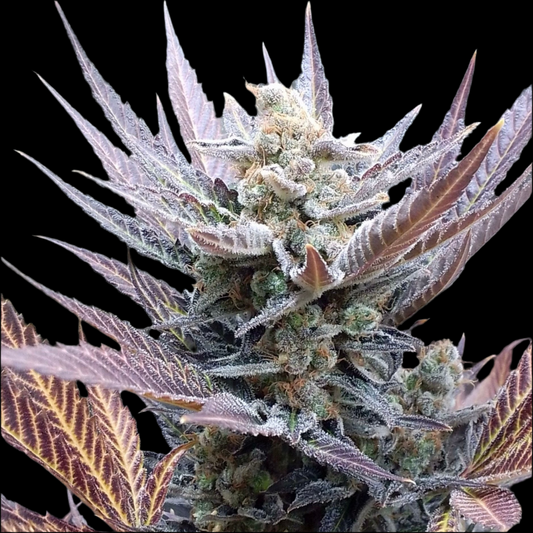CHERRY COOKIES
