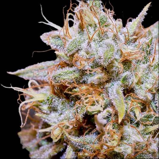 WHITE WIDOW