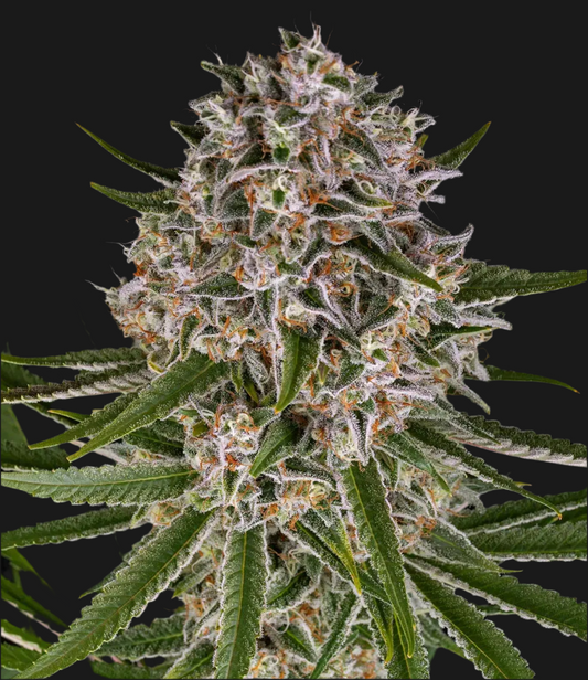 LEMON HAZE, Auto