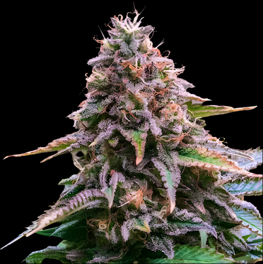 SOUR PINOT, Auto