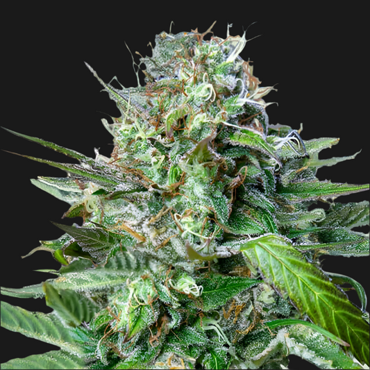 TANGIE