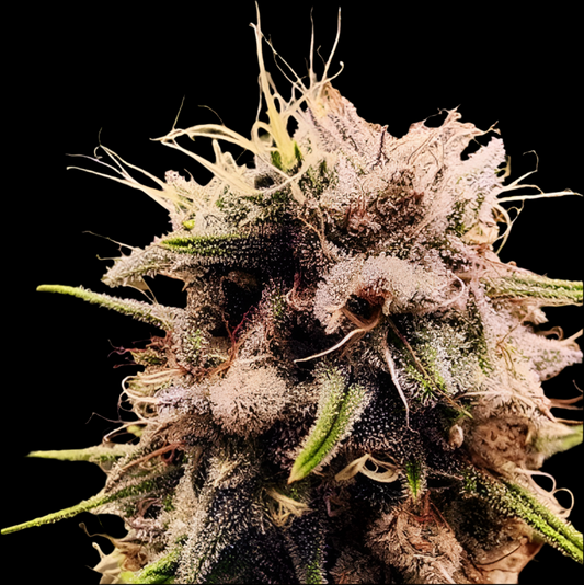 STRAWBERRY COUGH