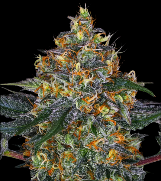 MOBY DICK, Auto