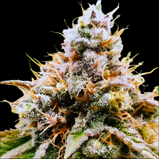 CREAM CARAMEL, Auto