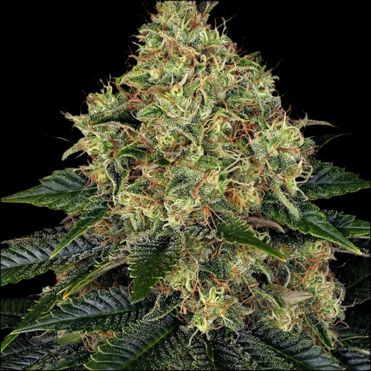 SKYWALKER OG, Auto