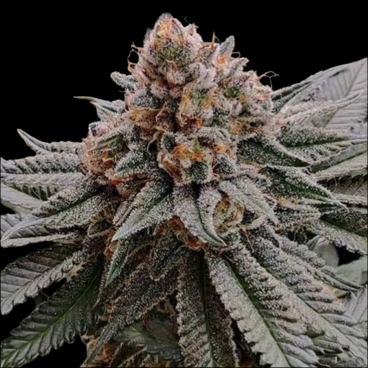 STRAWBERRY SHORTCAKE, Auto