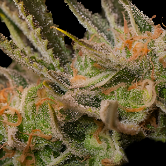 COOKIE DOG, Auto