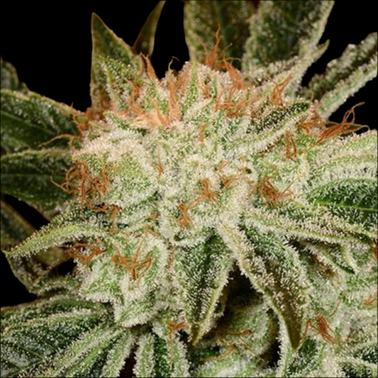 WHITE FIRE, OG