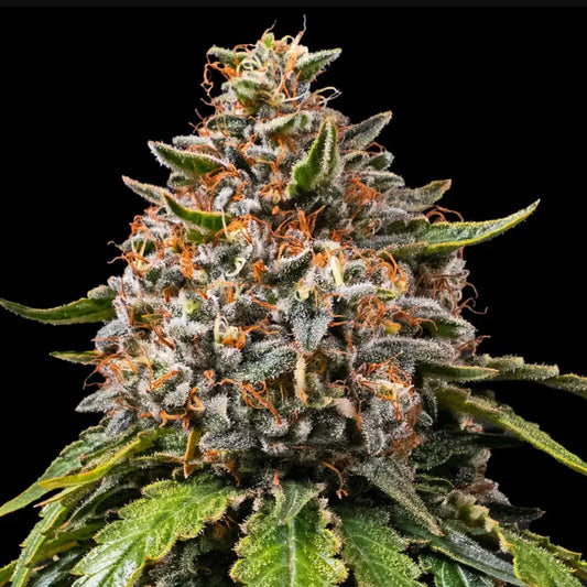 WHITE WIDOW XXL