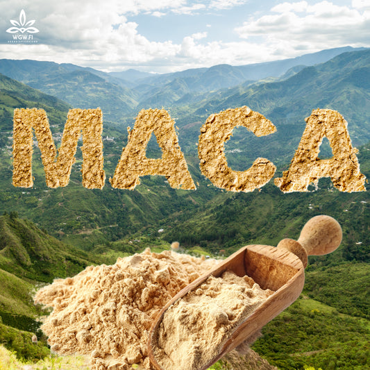 MACA-JAUHE