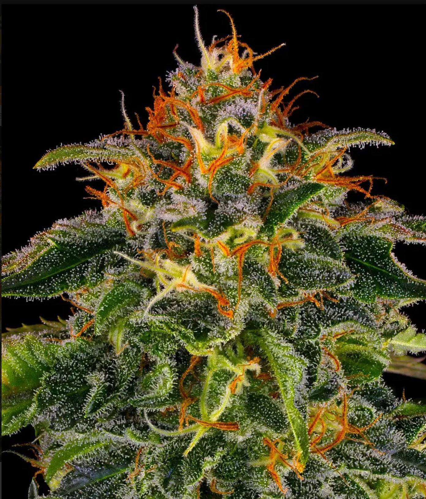 MOBY DICK