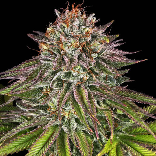 CRITICAL KUSH
