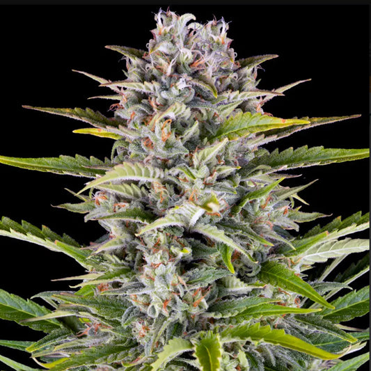 GORILLA ZKITTLEZ, Auto